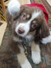 Diesel Says Merry Christmas