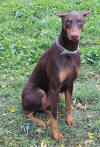 Mingo Picture 10/29/2013B